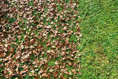 Mulching Leaves for Lawn Health