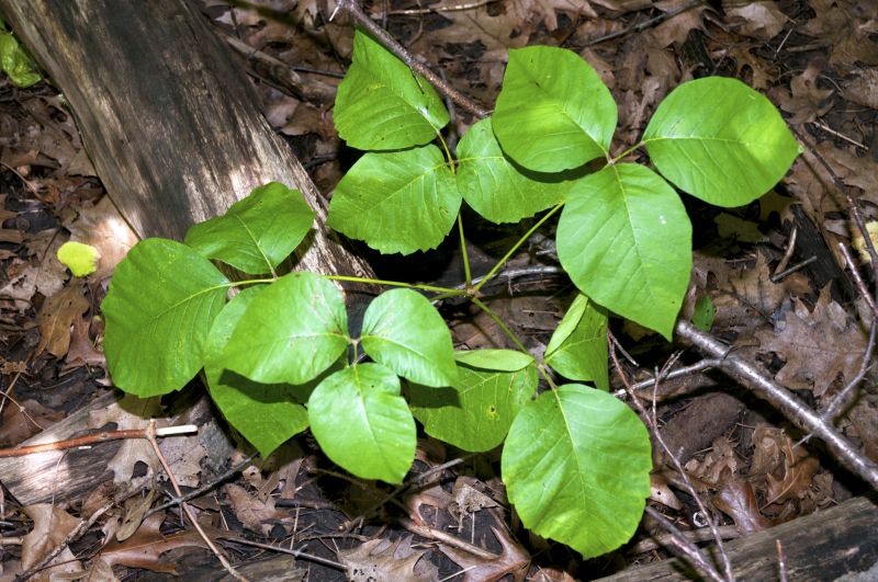 Poison Ivy Removal in Bucks County, PA