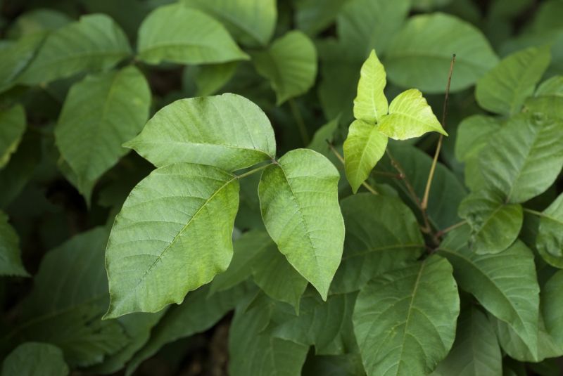 Poison Oak Removal in Allentown, PA