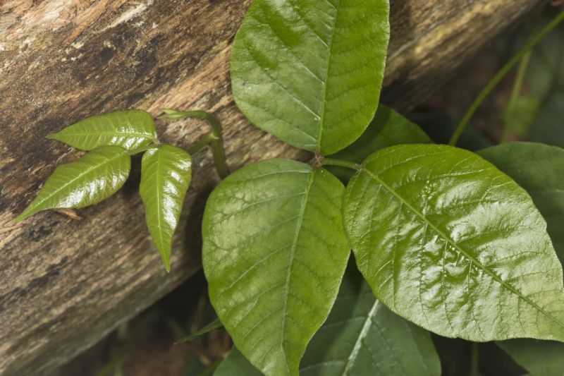 Poison Oak Removal in Wilmington, DE