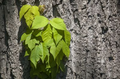 Poison Ivy Removal in Lancaster County, PA