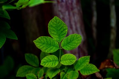 Poison Ivy Removal in Montgomery County, PA